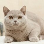 Plush Kiss Juno purebred British shorthair male kitten