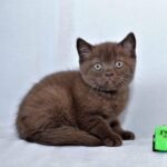Jake purebred British shorthair boy