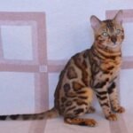 Humer purebred Bengal male kitten