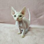 Izumrud white color male kitten Devon Rex with orange eyes