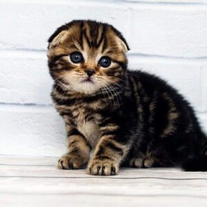 Depeche Mode purebred Scottish fold in a black marble color