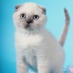 Katrin purebred Scottish fold blue color point