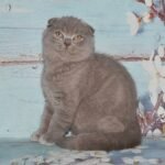 Damirco lilac marble color purebred Scottish fold shorthair kitten