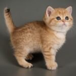 Bella purebred British shorthair female kitten