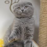 Zhanna Scottish fold shorthair female kitten