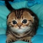 Disney Scottish fold shorthair male kitten