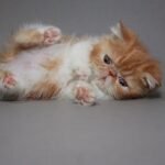 Lola red marble on white color Exotic shorthair female kitten