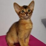 Moris purebred Abyssinian male kitten
