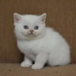 Bill Scottish straight shorthair male kitten