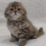 Oscar Scottish fold longhair male kitten