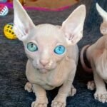 Zikko male Sphinx kitten in a white color