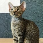 Harley black tabby male kitten Devon Rex
