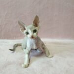 Bluedream blue tabby bicolor point color male kitten Devon Rex