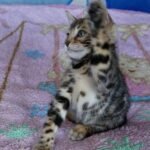 Zidan purebred Bengal male kitten