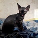 Batman male kitten Devon Rex