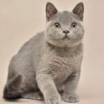 Chuck Norris British shorthair male kitten