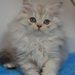 Tucker purebred Scottish fold highland male kitten