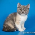 Monkey purebred British shorthair female kitten