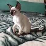 185 Busya Oriental female kitten