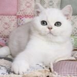 Oligarh purebred British shorthair male kitten