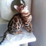208 Ratibor purebred Bengal male kitten