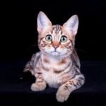 Coral purebred Bengal female kitten