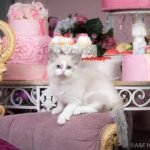 46 Tiny Siberian male kitten