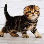 Facebook Scottish fold shorthair male kitten