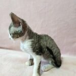 Bruno black tabby with white color male kitten Devon Rex