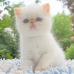 Snow Exotic shorthair male kitten with blue eyes