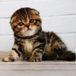 Fila Scottish fold shorthair female kitten