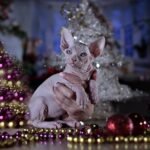 Sedric male Sphinx kitten