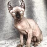 Nelson male Elf kitten