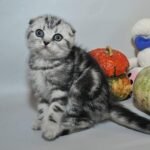 Martin purebred Scottish fold kitten in a black marble color