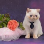 Peon Exotic shorthair male kitten
