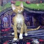 Mistbreeze*UA Indiana Devon Rex female kitten