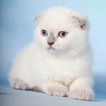 Mimi Scottish fold lilac point girl