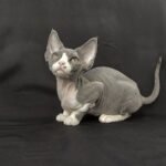 Monique female kitten Devon Rex