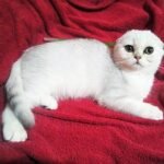 Nadin purebred Scottish fold kitten in a chinchilla color