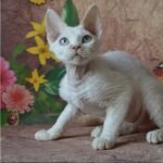 Mistbreeze*UA Ula Devon Rex female kitten