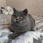 New Star British shorthair male kitten