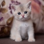 Neo British shorthair male kitten