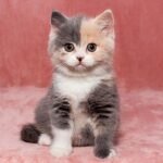 Van Qung British shorthair female kitten