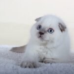 Simon color point Scottish fold male