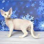 Mistbreeze Xagay Devon Rex male kitten in a white color