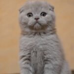 Don Pion purebred Scottish fold in a lilac color