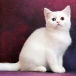 Sylvia Scottish straight female kitten