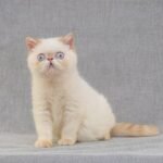 Umka creamy links color point Exotic shorthair kitten