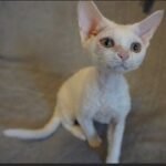 Etera white with orange eyes color female kitten Devon Rex