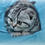 Tanya purebred Scottish fold black marble girl